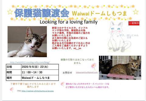 保護猫譲渡会