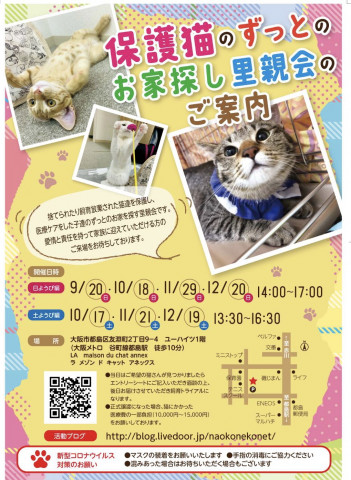 『保護猫のずっとのお家探し里親会』