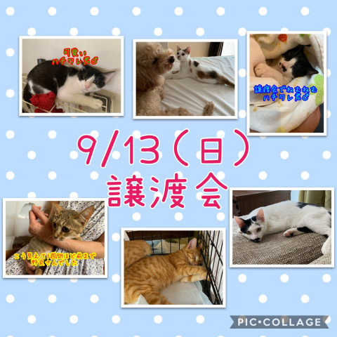 猫☆譲渡会