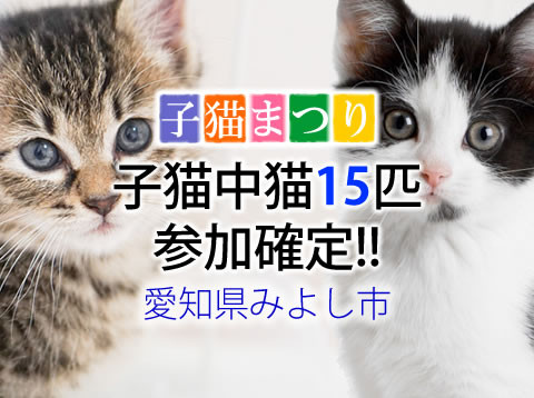 子猫中猫15匹参加確定【譲渡会緊急開催】
