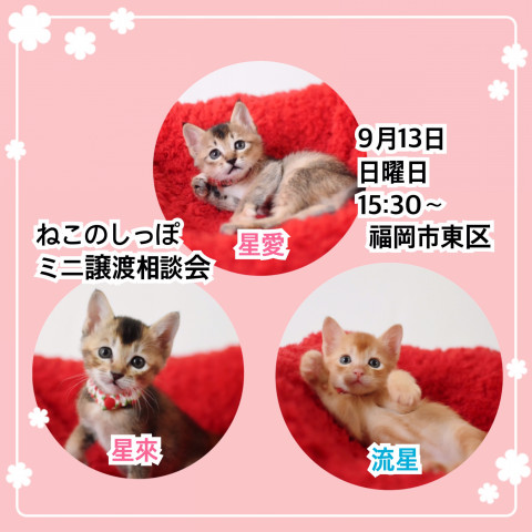 ねこのしっぽミニ譲渡会