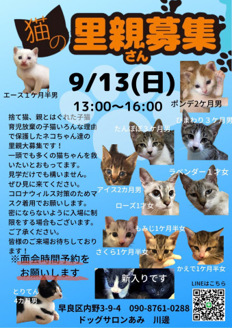 うみねこ譲渡会