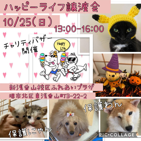 Happy Life ワンニャン譲渡会 In 堺 猫の譲渡会掲示板 ネコジルシ