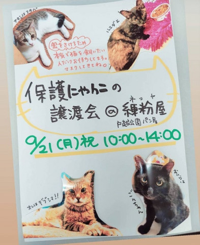 ねこの譲渡会in戸越