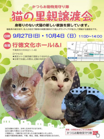 猫の里親譲渡会