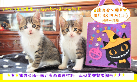 猫の譲渡会 IN 瀬戸 ～ ちーむにゃいんず ２０２０年１０月３日開催