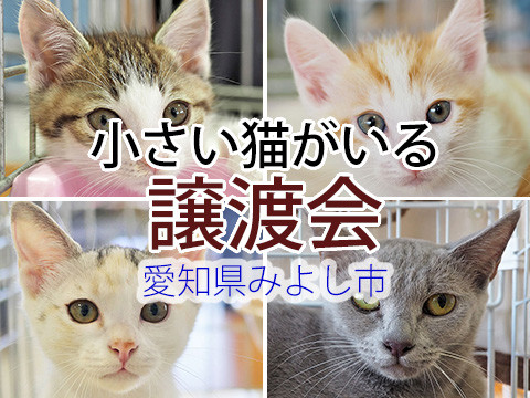 小さい猫中心に30匹の譲渡会－愛知県みよし市