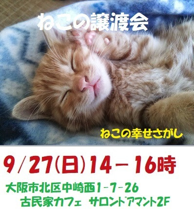 ねこの幸せさがし＊＊譲渡会