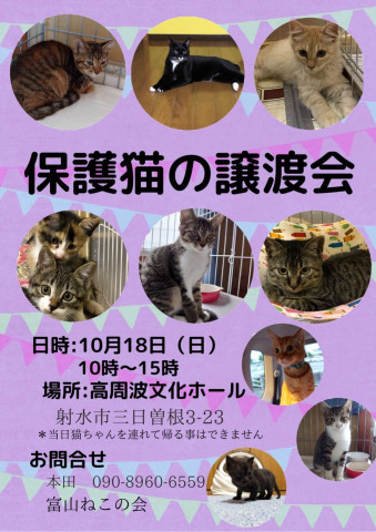 保護ねこ譲渡会