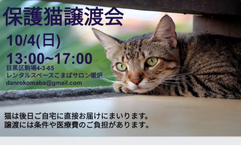 保護猫譲渡会【本気の譲渡会】