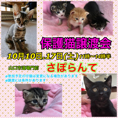 保護猫譲渡会