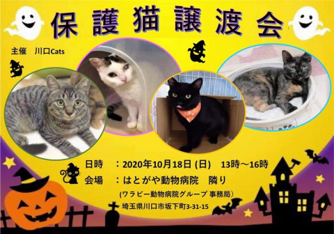 【川口Cats主催】ほごねこ譲渡会