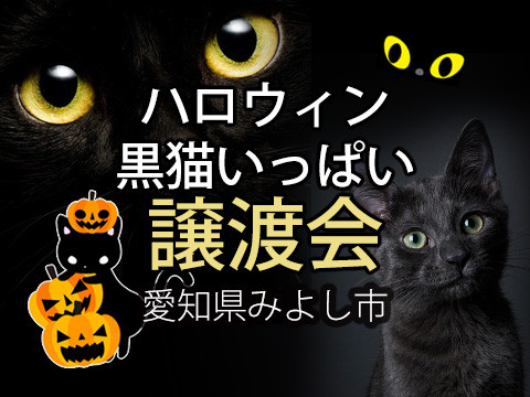 24匹のチビ猫譲渡会・ハロウィン祭典－愛知県みよし市