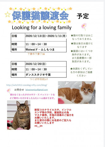 保護猫譲渡会