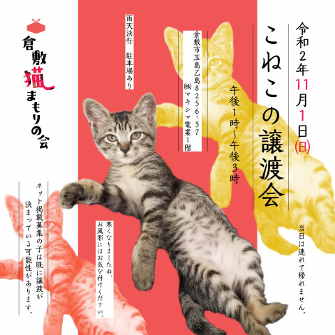 子猫の譲渡会