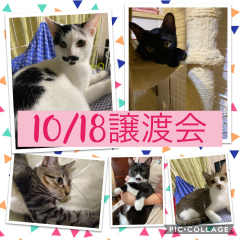 猫☆譲渡会