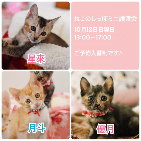 ねこのしっぽミニ譲渡会