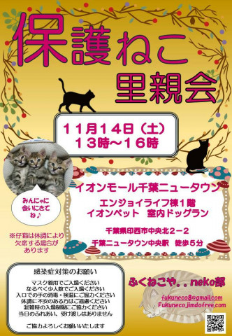 本日中止します 千葉県印西市開催 ふくねこや 猫の譲渡会掲示板 ネコジルシ
