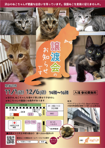 保護ねこの家 譲渡会