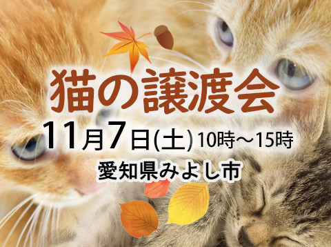 子猫もいる譲渡会-愛知県みよし市-