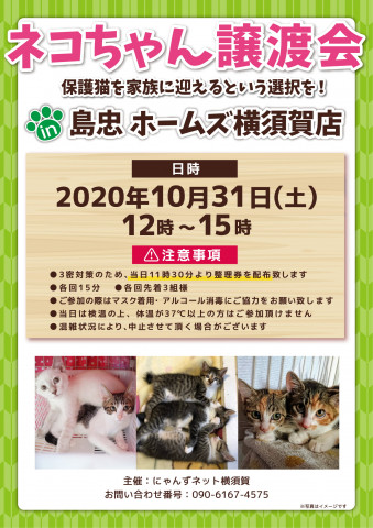 島忠ホームズ横須賀店　保護猫譲渡会