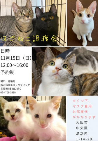 ほごねこ譲渡会