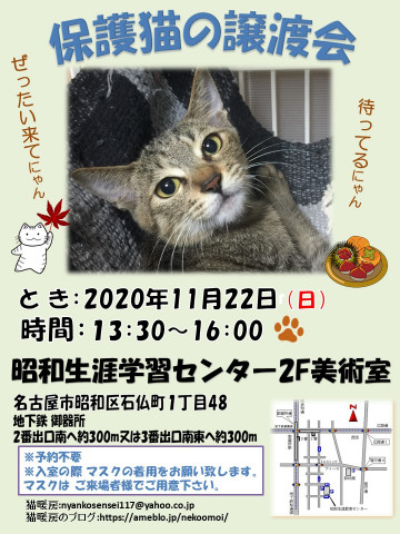 保護猫の譲渡会