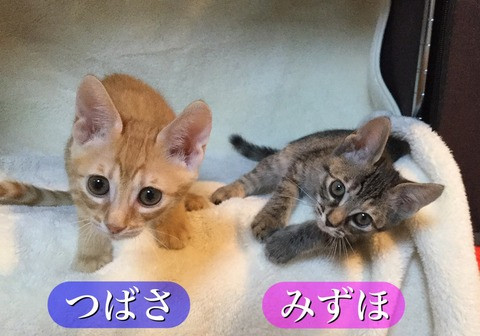 待ちねこ譲渡会