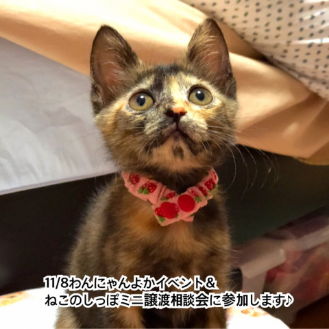 ねこのしっぽミニ譲渡相談会