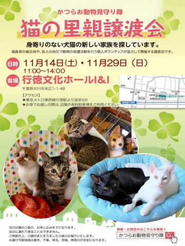 猫の里親譲渡会