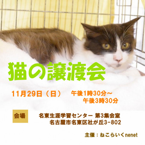 猫の譲渡会/名古屋市名東区