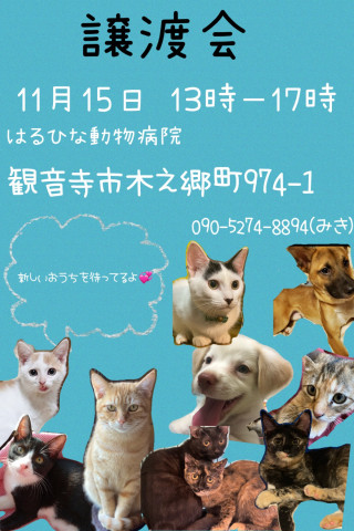 犬猫の譲渡会！