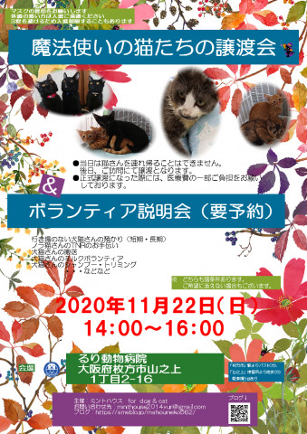 魔法使いの猫たちの譲渡会 ボランティア説明会 猫の譲渡会掲示板 ネコジルシ