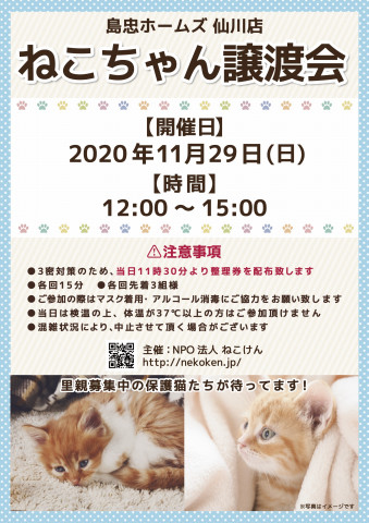 [島忠ホームズ仙川店]ねこけん譲渡会