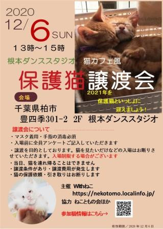 １２/６(日）根本ダンススタジオ猫カフェ風保護猫譲渡会