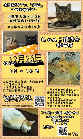 12月26日に延期します！にゃんこ譲渡会＠猫宿