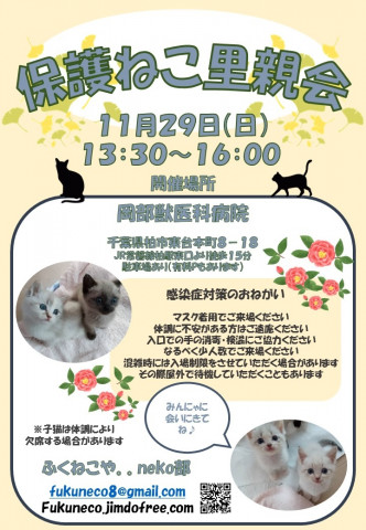 千葉県柏市開催/  ふくねこや。。