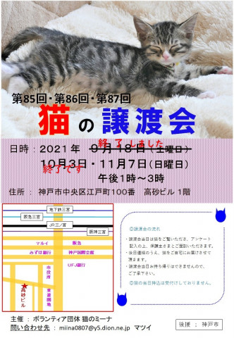 猫の譲渡会 in 神戸三宮 “ 猫のミーナ ”