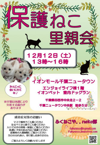 千葉県印西市開催 ふくねこや 猫の譲渡会掲示板 ネコジルシ