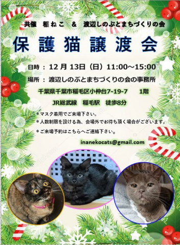 稲ねこ　保護猫譲渡会　開催です！