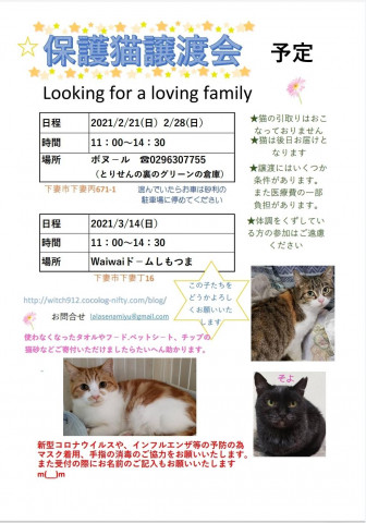 保護猫譲渡会