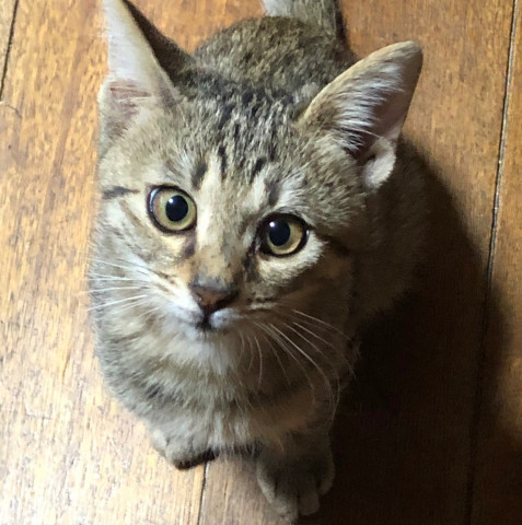 三重県桑名市１２月１３日(日）第１１０回リトルパウエイド猫の譲渡会
