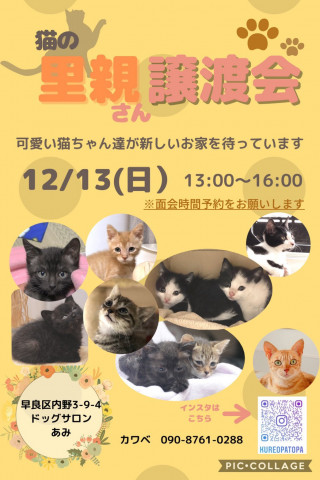 動物愛護団体うみねこ