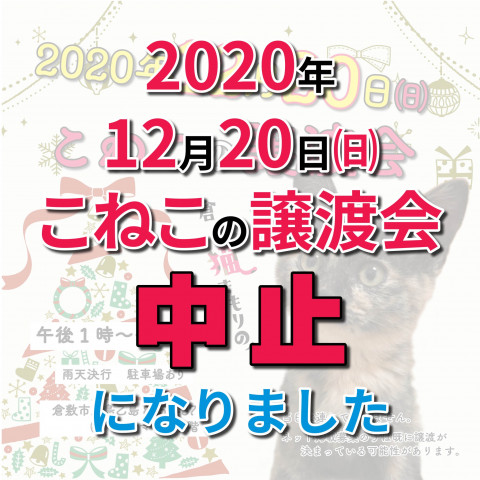 ほごっこ子猫の譲渡会中止のお知らせ