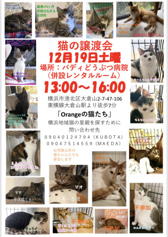 横浜市港北区大倉山　保護猫の譲渡会