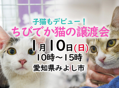 子猫デビュー！ちびでか猫の譲渡会-愛知県みよし市
