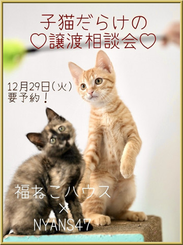 福岡NYANS×福ねこハウス合同譲渡会