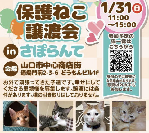 保護ねこ譲渡会inさぽらんて