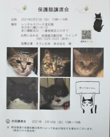 市川市地域猫活動団体 ウイング譲渡会