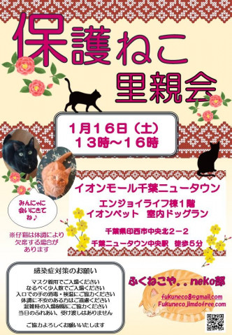 千葉県印西市開催/  ふくねこや。。